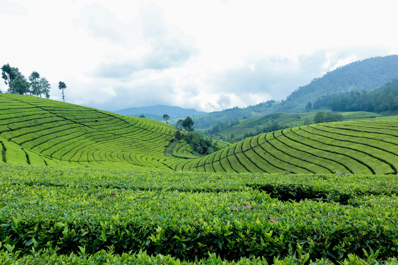 Layered tea fields in the Sri Lankan highlands