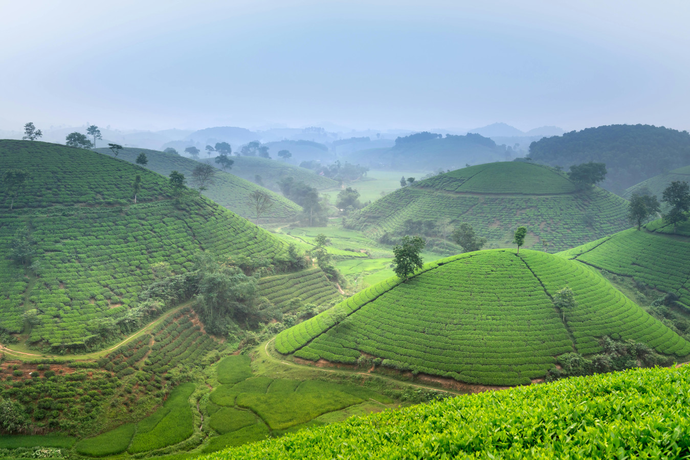 Private Label Ceylon Tea: A Complete Guide for Brands